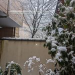 久しぶりに雪です。