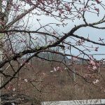 温泉玄関近くの桜が咲き始めました